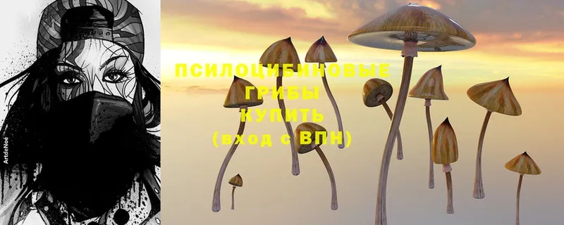 Галлюциногенные грибы GOLDEN TEACHER  Чистополь 